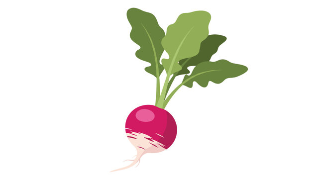 Vibrant red radish with fresh green leaves is shown in a simple and clean illustration of a root vegetable from the garden.