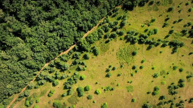 Aerial top-down drone view of a green meadow dotted with scattered bushes bordered by dense summer forest and dirt trails.