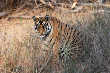 Obraz premium Royal Bengal Tiger resting in grass at Panna Tiger Reserve India