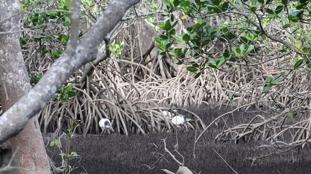 Australian white ibis birds foraging in mangrove roots and mud during low tide along river bank.