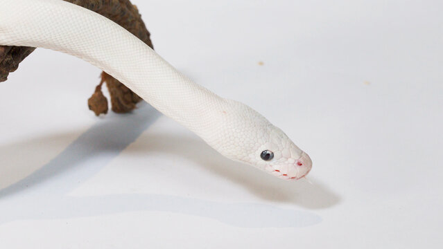 Close-up of Albino Ball Python Slithering from Branch on White Background
