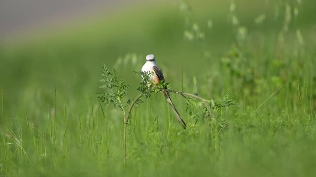 Beautiful bird swing in spring wildflower field with gentle breeze
