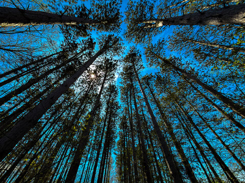 Looking Up at Tall Pine Trees with Sunlight Through Forest Canopy Blue Sky Nature Perspective Scenic Woodland Landscape Outdoor Adventure Tranquil Wilderness View Towering Trees