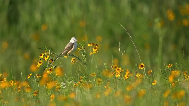 Beautiful bird swing in spring wildflower field with gentle breeze