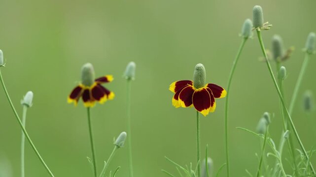 Beautiful spring wildflower field with gentle breeze