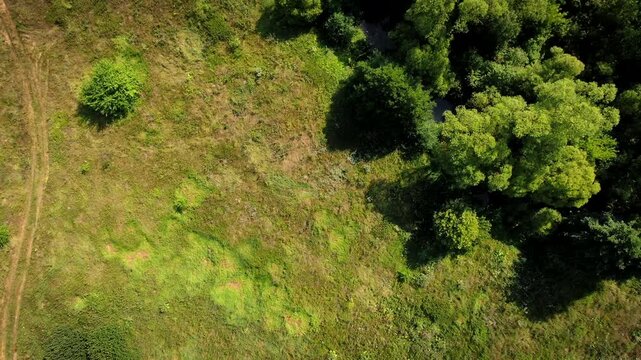 An aerial top-down view of a sunlit green meadow with a winding dirt path meeting a lush forest edge.