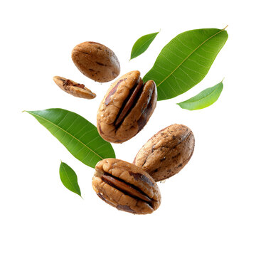 Fresh whole and halved cinnamon pecans falling with green leaves on white background