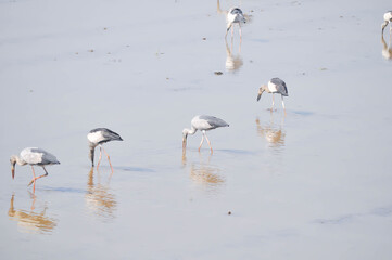 Fototapeta premium Anastomus oscitans, Asian openbill or Asian Openbill stork or Ciconia boyciana or Oriental stork or bird