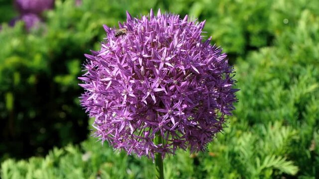 Honeybee Pollinating Purple Allium Giganteum Flower in 4K Garden Scenery
