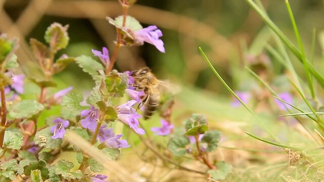 Honeybee Pollinating Purple Ground Ivy Wildflowers in Spring Meadow 4K