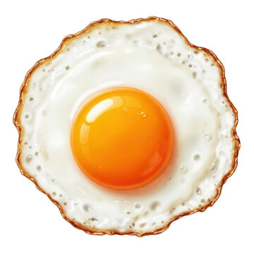 3D Realistic Fried Egg, Sunny Side Up, Healthy Protein Breakfast, Organic Cooking Ingredient, Morning Meal Element, Farm Raw Produce