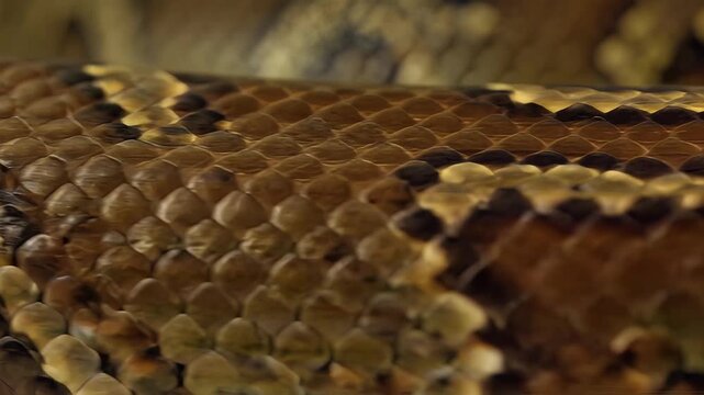 Extreme macro of python snake skin with gold and brown patterned scales