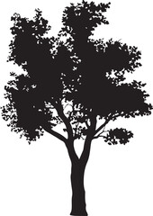 Fototapeta premium Black silhouette of a tall evergreen tree isolated on white background. Tree Silhouette Illustration