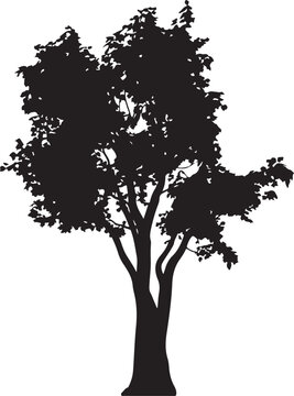 Black silhouette of a tall evergreen tree isolated on white background. Tree Silhouette Illustration
