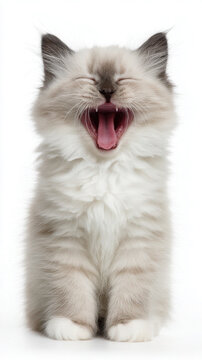 Ragdoll Kitten Cat Sticking Tongue Out Cutely With Happy Closed Eyes on Plain Gray White Background