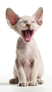 Happy Sphynx Kitten Yawning With Wrinkled Skin on Clean White Background Studio Portrait