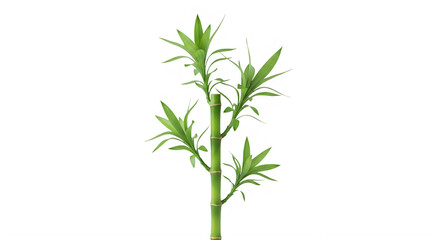Fototapeta premium Bamboo stem isolated on transparent background