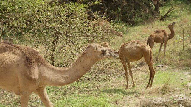 Slow Motion Camels Grazing near Ayn Athum Waterfalls, Cinematic Wildlife in Lush Dhofar Region Salalah Oman