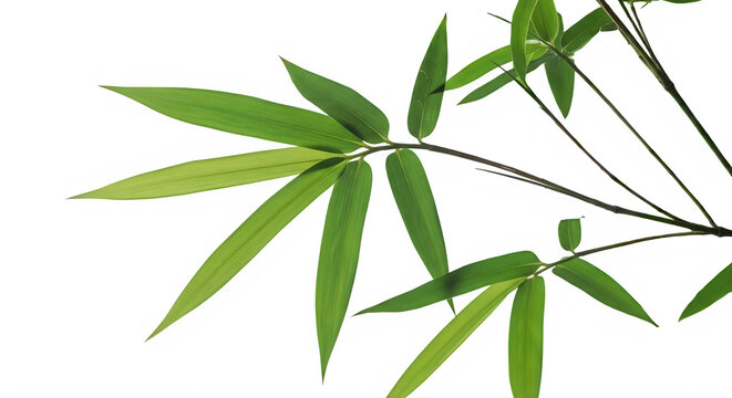 Bamboo leaves isolated on transparent background