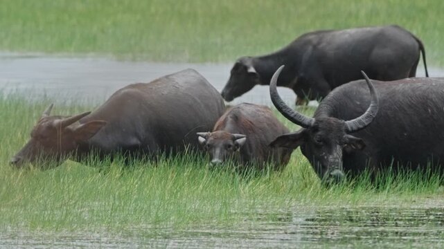buffalo
