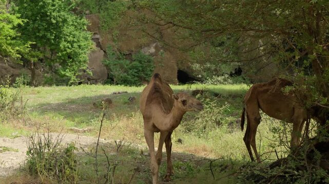 Slow Motion Camels Grazing near Ayn Athum Waterfalls, Cinematic Wildlife in Lush Dhofar Region Salalah Oman