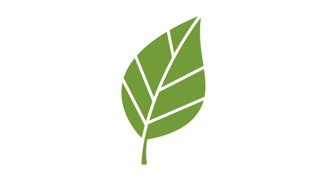 Green leaf with white veins isolated.