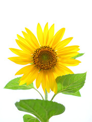 Obraz premium Sunflower flower background.