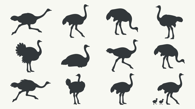 Collection of ostrich silhouettes in various poses.