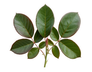 Obraz premium Branch of fresh green rose leaves with a small bud isolated on a plain white background
