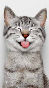 Siamese Cat Sticking Its Tongue Out Cutely With Happy Closed Eyes on Plain Gray White Background