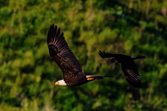 Bald Eagle adult being harrassed by an American Crow over the Boise River Idaho