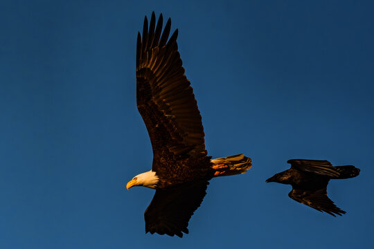 Bald Eagle adult being mobbed by an American Crow over the Boise River Idaho