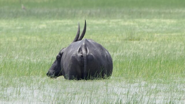 buffalo