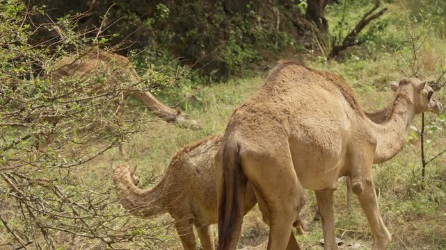 Slow Motion Camels Grazing near Ayn Athum Waterfalls, Cinematic Wildlife in Lush Dhofar Region Salalah Oman