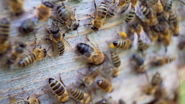 Industrious Honeybees Working and Entering Beehive in Nature 4K Video
