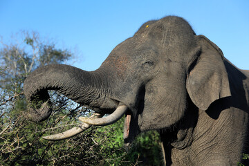 Fototapeta premium TISSAMAHARAMA, SRI LANKA - APRIL 25, 2026 : A tusker elephant feeds on thorn bushes within Yala National Park at Tissamaharama in Sri Lanka.