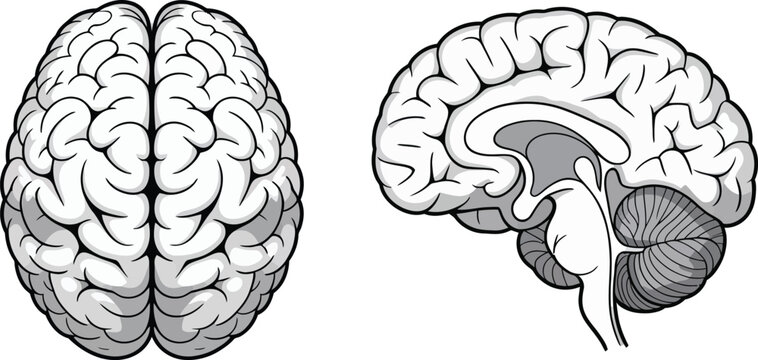 Brain anatomy, illustration set, detailed vector of coronal and sagittal human brain sections for neuroscience education medical diagrams and anatomical reference design.