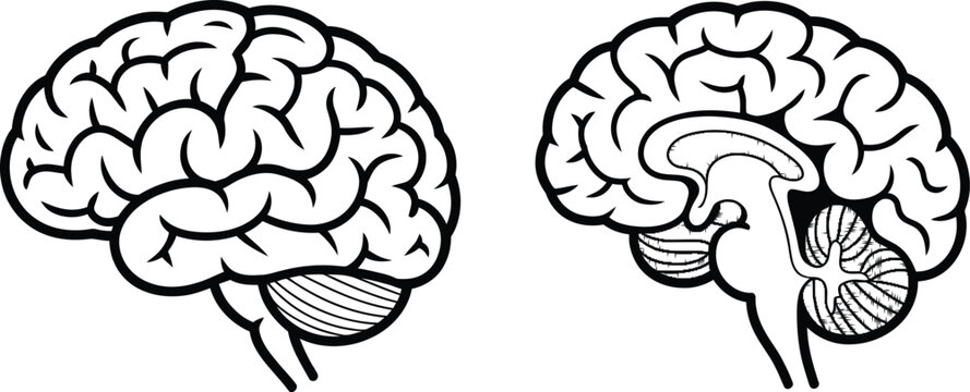 Brain anatomy, illustration set, coronal and sagittal sections of human brain in accurate vector design for medical education neuroscience and scientific study graphics.