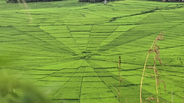 Aerial view of the unique spider web-shaped rice fields, known as Lingko, in Manggarai, Flores, Indonesia.