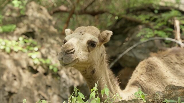 Slow Motion Camels Grazing near Ayn Athum Waterfalls, Cinematic Wildlife in Lush Dhofar Region Salalah Oman