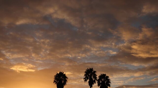 palm trees at sunset, Stanford, South Africa