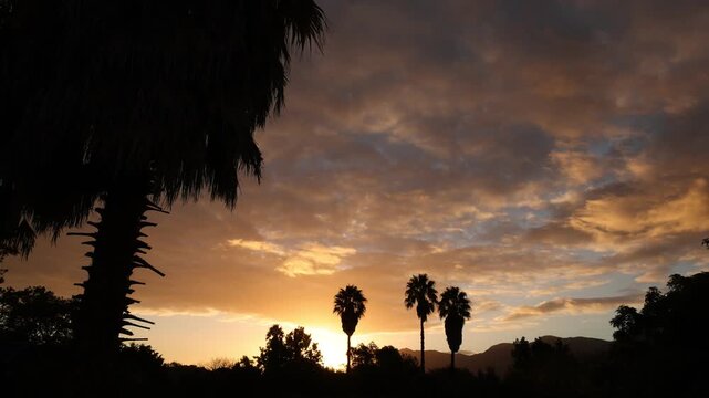 palm trees at sunset, Stanford, South Africa