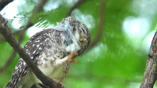 Spotted owlet (Athene brama) perched on tree branch in forest during day. Close-up shot of small owl blinking against green bokeh background.