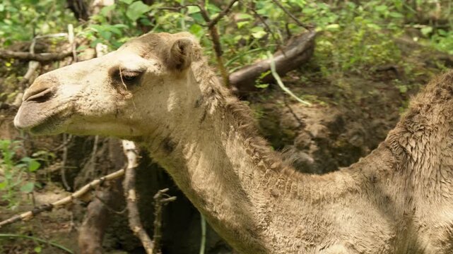 Slow Motion Camels Grazing near Ayn Athum Waterfalls, Cinematic Wildlife in Lush Dhofar Region Salalah Oman