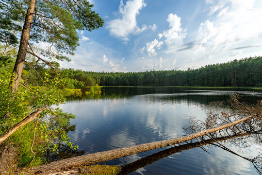 Summer day over the lake in the forest