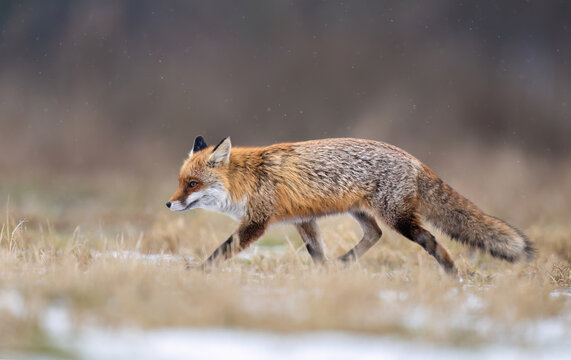 Red Fox ( Vulpes vulpes ) close up