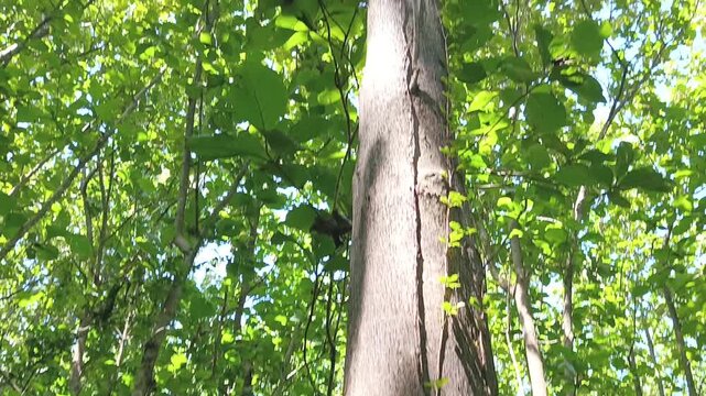 close up of a large teak tree (tectona grandis) seen from bottom to top vertically