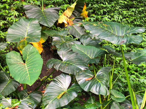 Lush taro plant (Colocasia esculenta) with large tropical green leaves growing naturally in a humid garden. Exotic edible foliage ideal for agriculture, botanical, and rainforest themes.