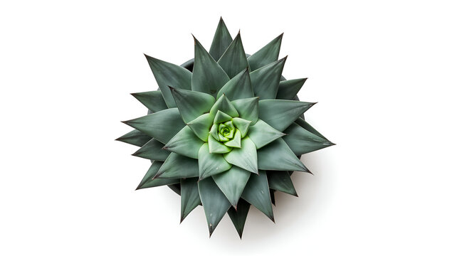 Green succulent plant closeup isolated on white background representing minimal home decor indoor gardening drought resistant botanical lifestyle and modern design concept