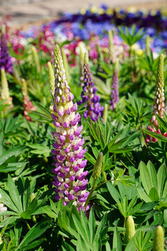 Beautiful colorful Lupine flowers blooming in a lush garden during spring season